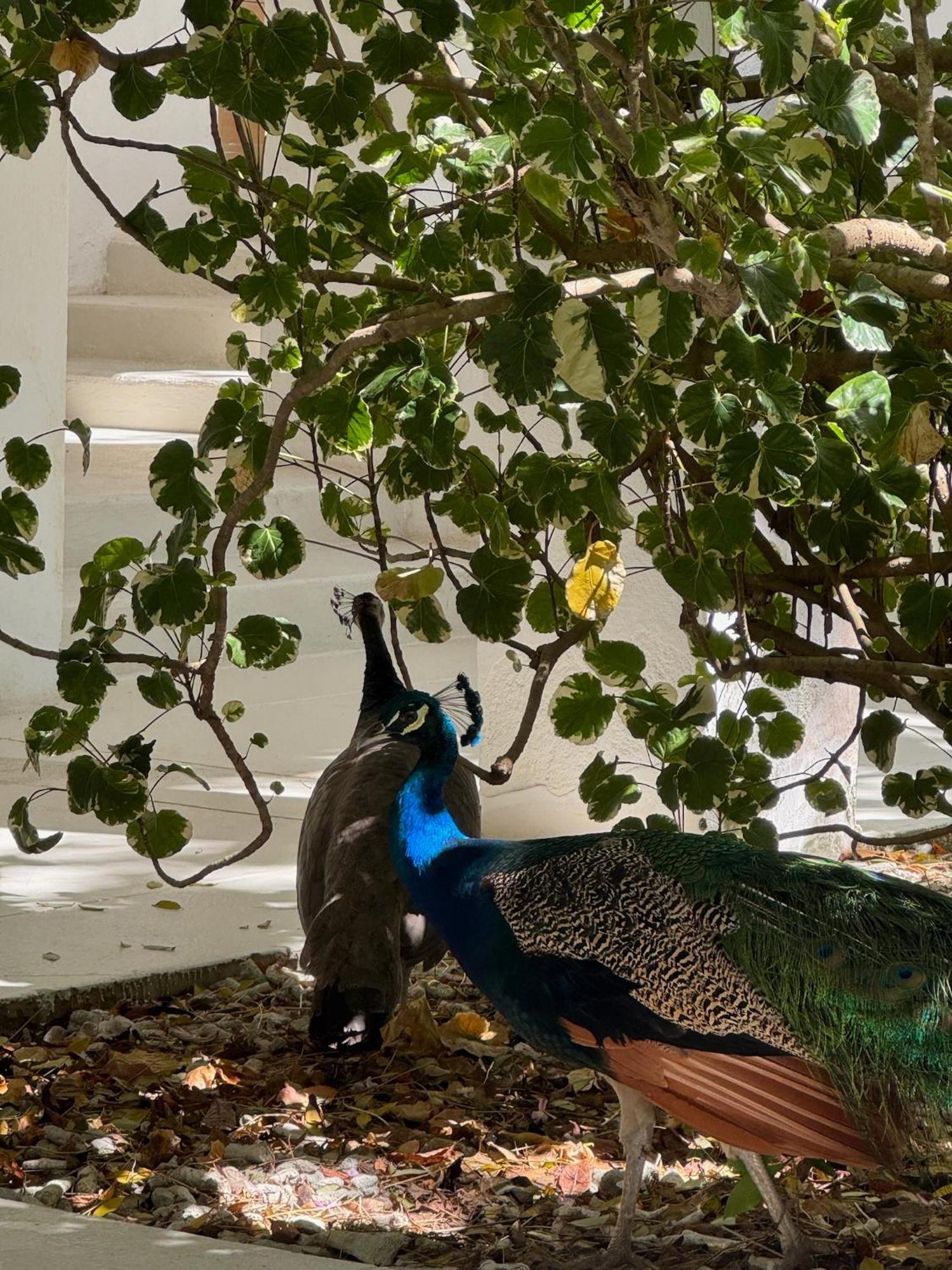 ホテル Casa Rosario グランデ島 エクステリア 写真